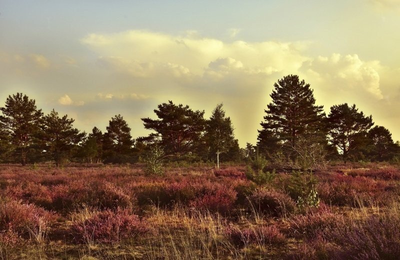 Landschotse Heide - Wanderroute