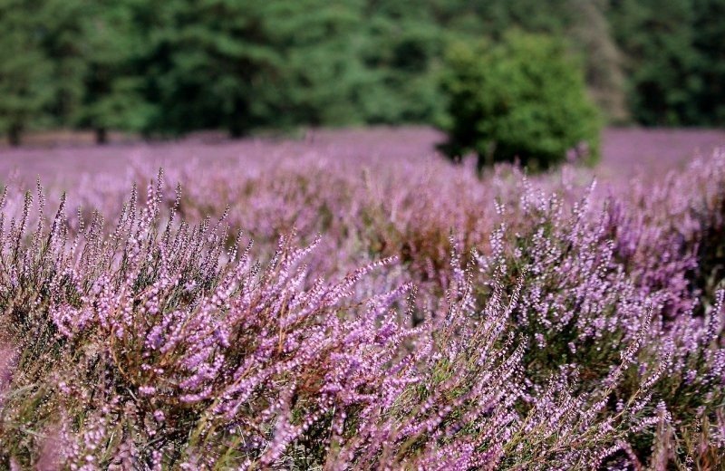 Naturschutzgebiet De Kampina
